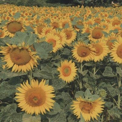 云开全站登录appkaiyun